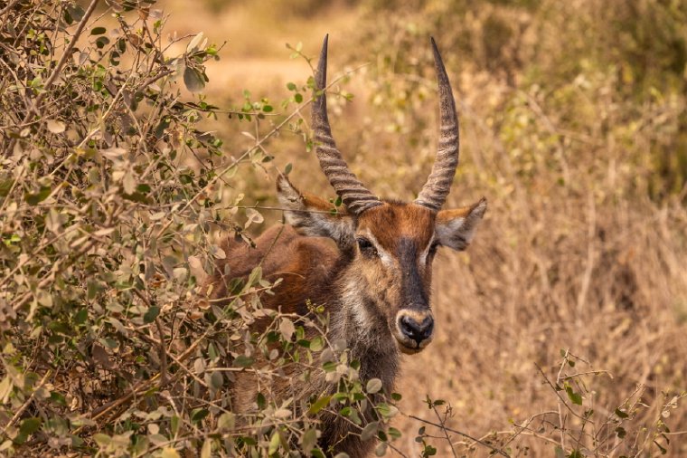 121 Amboseli Nationaal Park.jpg